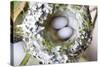 Washington, Rufous Hummingbird Nest with Eggs-Trish Drury-Stretched Canvas