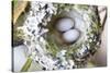 Washington, Rufous Hummingbird Nest with Eggs-Trish Drury-Stretched Canvas