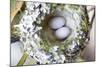 Washington, Rufous Hummingbird Nest with Eggs-Trish Drury-Mounted Photographic Print
