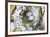 Washington, Rufous Hummingbird Nest with Eggs-Trish Drury-Framed Photographic Print