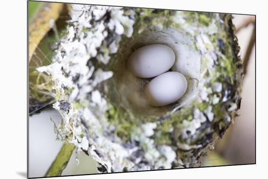 Washington, Rufous Hummingbird Nest with Eggs-Trish Drury-Mounted Photographic Print