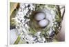Washington, Rufous Hummingbird Nest with Eggs-Trish Drury-Framed Photographic Print