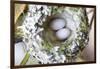 Washington, Rufous Hummingbird Nest with Eggs-Trish Drury-Framed Photographic Print