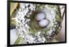 Washington, Rufous Hummingbird Nest with Eggs-Trish Drury-Framed Photographic Print