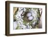 Washington, Rufous Hummingbird Nest with Eggs-Trish Drury-Framed Photographic Print