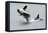 Washington, San Juan Islands. Killer Whales or Orcas, Orcinus Orca-Charles Sleicher-Framed Stretched Canvas