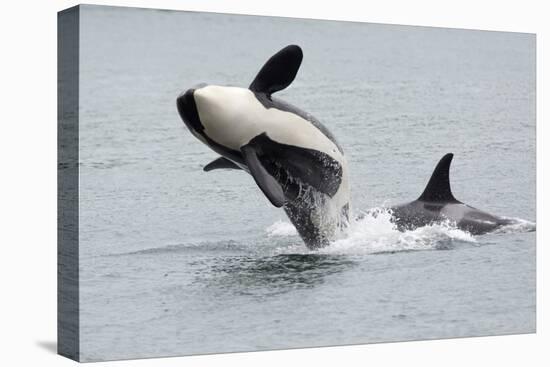 Washington, San Juan Islands. Killer Whales or Orcas, Orcinus Orca-Charles Sleicher-Stretched Canvas