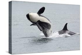 Washington, San Juan Islands. Killer Whales or Orcas, Orcinus Orca-Charles Sleicher-Stretched Canvas