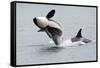 Washington, San Juan Islands. Killer Whales or Orcas, Orcinus Orca-Charles Sleicher-Framed Stretched Canvas