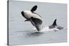 Washington, San Juan Islands. Killer Whales or Orcas, Orcinus Orca-Charles Sleicher-Stretched Canvas