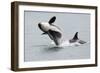 Washington, San Juan Islands. Killer Whales or Orcas, Orcinus Orca-Charles Sleicher-Framed Photographic Print