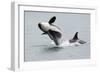 Washington, San Juan Islands. Killer Whales or Orcas, Orcinus Orca-Charles Sleicher-Framed Photographic Print