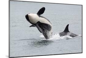 Washington, San Juan Islands. Killer Whales or Orcas, Orcinus Orca-Charles Sleicher-Mounted Photographic Print