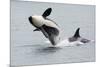 Washington, San Juan Islands. Killer Whales or Orcas, Orcinus Orca-Charles Sleicher-Mounted Photographic Print
