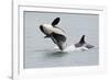 Washington, San Juan Islands. Killer Whales or Orcas, Orcinus Orca-Charles Sleicher-Framed Photographic Print