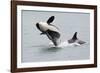 Washington, San Juan Islands. Killer Whales or Orcas, Orcinus Orca-Charles Sleicher-Framed Photographic Print