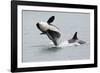 Washington, San Juan Islands. Killer Whales or Orcas, Orcinus Orca-Charles Sleicher-Framed Photographic Print