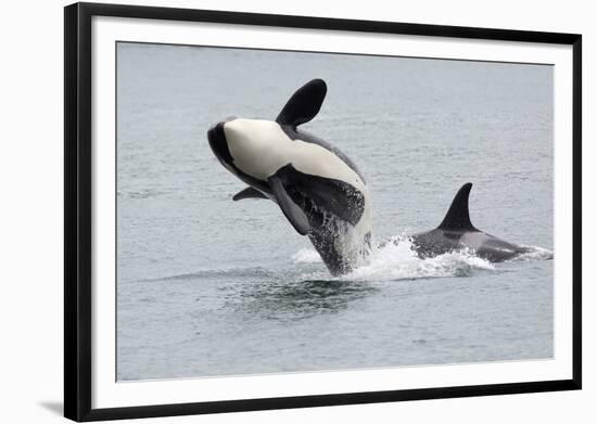 Washington, San Juan Islands. Killer Whales or Orcas, Orcinus Orca-Charles Sleicher-Framed Photographic Print