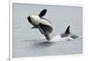 Washington, San Juan Islands. Killer Whales or Orcas, Orcinus Orca-Charles Sleicher-Framed Photographic Print