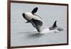 Washington, San Juan Islands. Killer Whales or Orcas, Orcinus Orca-Charles Sleicher-Framed Photographic Print