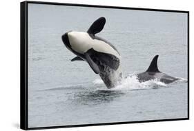 Washington, San Juan Islands. Killer Whales or Orcas, Orcinus Orca-Charles Sleicher-Framed Stretched Canvas