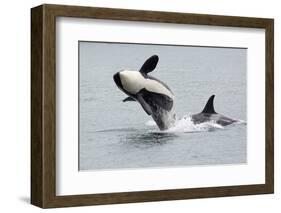 Washington, San Juan Islands. Killer Whales or Orcas, Orcinus Orca-Charles Sleicher-Framed Photographic Print