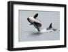 Washington, San Juan Islands. Killer Whales or Orcas, Orcinus Orca-Charles Sleicher-Framed Photographic Print