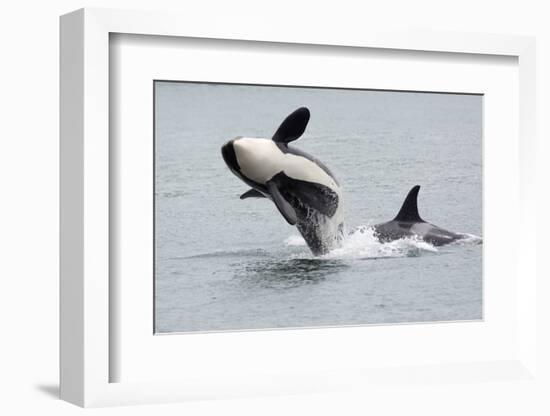 Washington, San Juan Islands. Killer Whales or Orcas, Orcinus Orca-Charles Sleicher-Framed Photographic Print