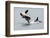 Washington, San Juan Islands. Killer Whales or Orcas, Orcinus Orca-Charles Sleicher-Framed Premium Photographic Print