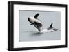 Washington, San Juan Islands. Killer Whales or Orcas, Orcinus Orca-Charles Sleicher-Framed Premium Photographic Print