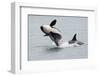 Washington, San Juan Islands. Killer Whales or Orcas, Orcinus Orca-Charles Sleicher-Framed Premium Photographic Print