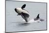 Washington, San Juan Islands. Killer Whales or Orcas, Orcinus Orca-Charles Sleicher-Mounted Premium Photographic Print