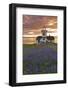 Washington, San Juan Islands. Patos Lighthouse and Camas at Sunset-Don Paulson-Framed Photographic Print