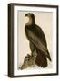 Washington Sea Eagle-John James Audubon-Framed Art Print