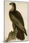 Washington Sea Eagle-John James Audubon-Mounted Art Print