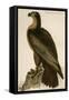 Washington Sea Eagle-John James Audubon-Framed Stretched Canvas