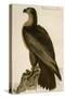 Washington Sea Eagle-John James Audubon-Stretched Canvas