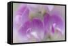 Washington, Seabeck. Detail of Sweet Pea Blossoms-Jaynes Gallery-Framed Stretched Canvas