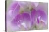 Washington, Seabeck. Detail of Sweet Pea Blossoms-Jaynes Gallery-Stretched Canvas