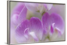 Washington, Seabeck. Detail of Sweet Pea Blossoms-Jaynes Gallery-Framed Photographic Print