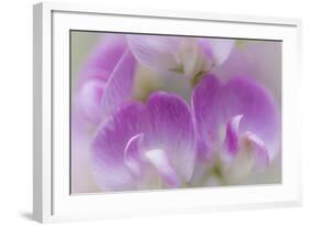 Washington, Seabeck. Detail of Sweet Pea Blossoms-Jaynes Gallery-Framed Photographic Print