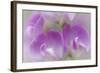 Washington, Seabeck. Detail of Sweet Pea Blossoms-Jaynes Gallery-Framed Photographic Print