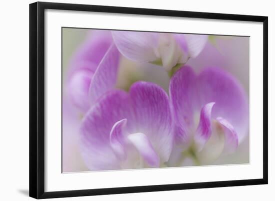 Washington, Seabeck. Detail of Sweet Pea Blossoms-Jaynes Gallery-Framed Photographic Print
