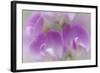 Washington, Seabeck. Detail of Sweet Pea Blossoms-Jaynes Gallery-Framed Photographic Print