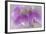 Washington, Seabeck. Detail of Sweet Pea Blossoms-Jaynes Gallery-Framed Photographic Print