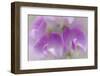 Washington, Seabeck. Detail of Sweet Pea Blossoms-Jaynes Gallery-Framed Photographic Print