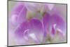 Washington, Seabeck. Detail of Sweet Pea Blossoms-Jaynes Gallery-Mounted Photographic Print