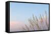 Washington, Seabeck. Grasses at Sunset-Jaynes Gallery-Framed Stretched Canvas