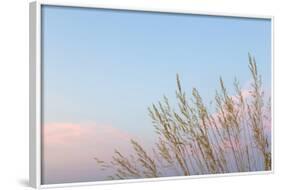 Washington, Seabeck. Grasses at Sunset-Jaynes Gallery-Framed Photographic Print