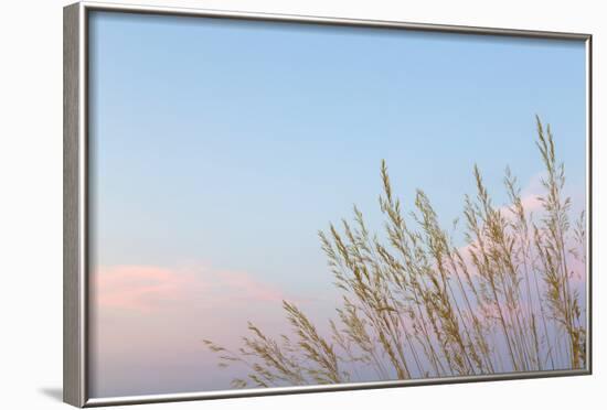 Washington, Seabeck. Grasses at Sunset-Jaynes Gallery-Framed Photographic Print